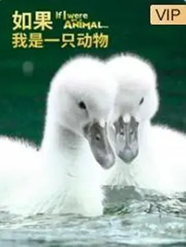 如果我是一只动物 海报